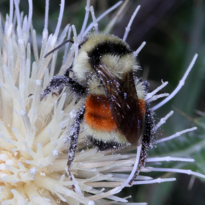 Bombus huntii * Hunt's Bumble Bee