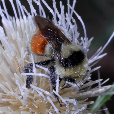 Bombus huntii * Hunt's Bumble Bee
