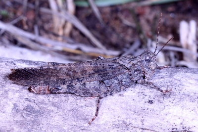 Trimerotropis verruculata suffusa ♀