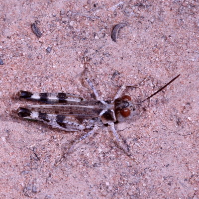 Aulocara elliotti ♂ * Big-headed Grasshopper