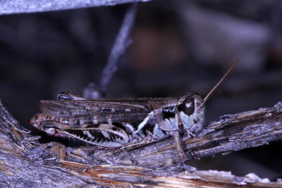 Melanoplus gladstoni ♀ * Gladston's Spur-throat Grasshopper