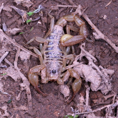 Paruroctonus boreus * Northern Scorpion