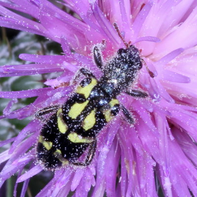Trichodes ornatus * Ornate Checkered Beetle
