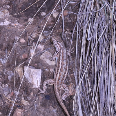 Common Sagebrush Lizard