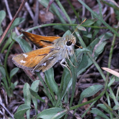 Western Branded Skipper