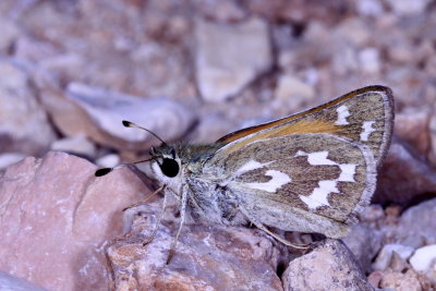 Western Branded Skipper