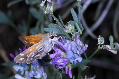 Western Branded Skipper