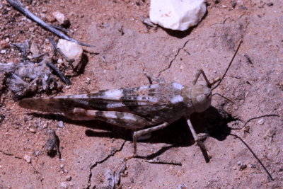 Genus Trimerotropis