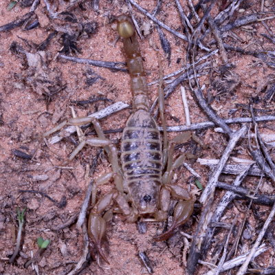 Paruroctonus boreus * Northern Scorpion