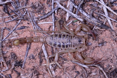 Paruroctonus boreus * Northern Scorpion