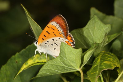 Bronze Copper