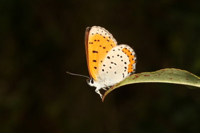 Bronze Copper