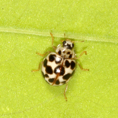 Psyllobora vigintimaculata