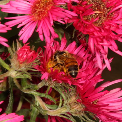 Apis mellifera