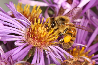 Apis mellifera