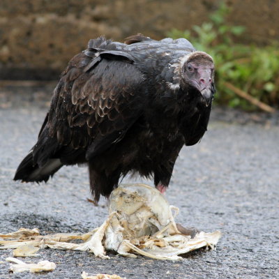 Turkey Vulture (juv)