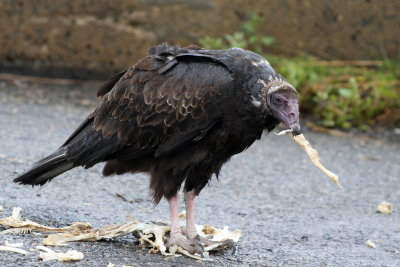 Turkey Vulture (juv)