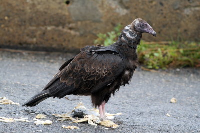 Turkey Vulture (juv)