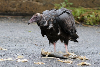 Turkey Vulture (juv)