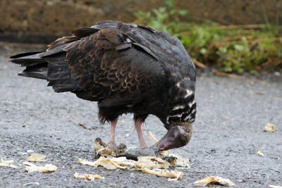 Turkey Vulture (juv)