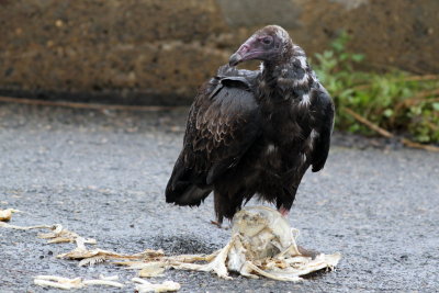 Turkey Vulture (juv)