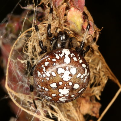 Araneus trifolium