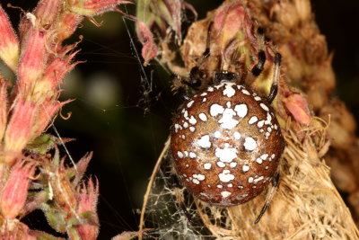 Shamrock Orbweaver