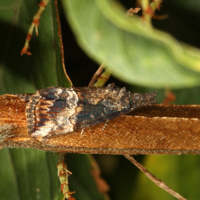 Hodges#8465 * Green Cloverworm Moth * Hypena scabra