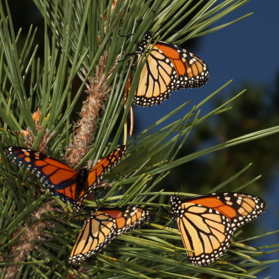 Monarchs