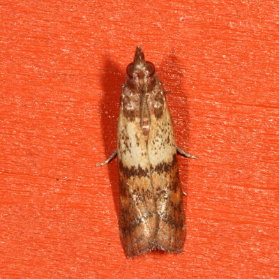 Hodges#6019 * Indian Meal Moth * Plodia interpunctella