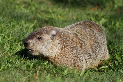 Woodchuck