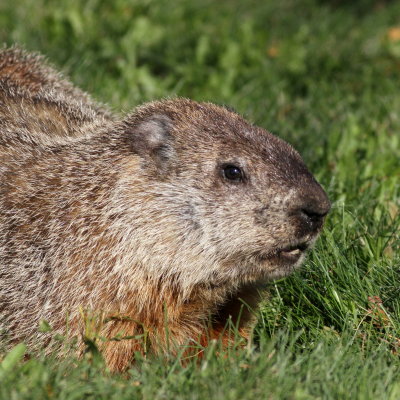 Woodchuck