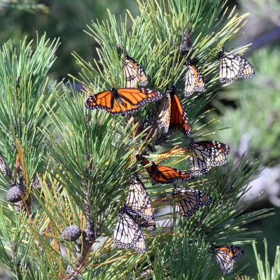 Monarchs