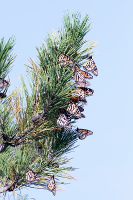 Monarchs