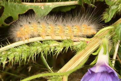 Salt Marsh Moth