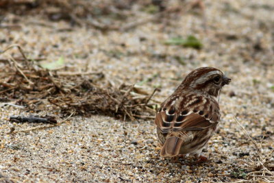 Chipping Sparrow 