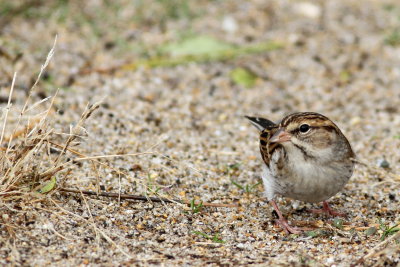 Chipping Sparrow 