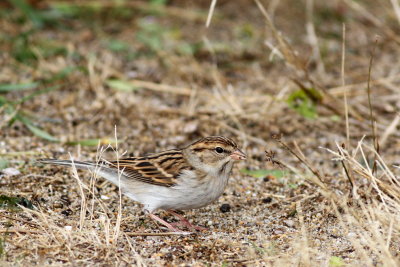 Chipping Sparrow 