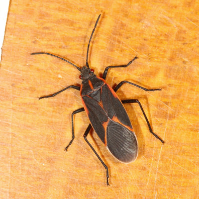 Rhopalidae : Scentless Plant Bugs