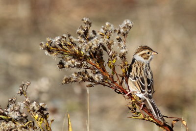 Clay-colored Sparrow