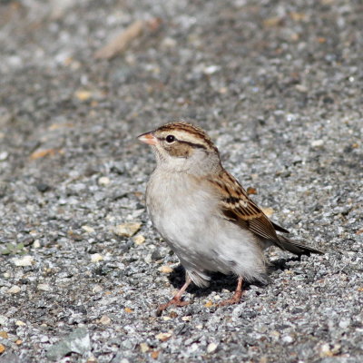 Chipping Sparrow 