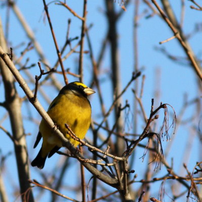 Evening Grosbeak ♂