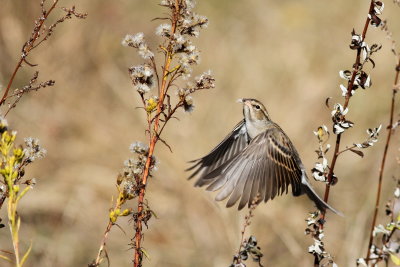 Chipping Sparrow