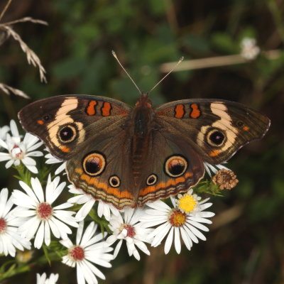 Common Buckeye