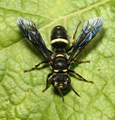 Cerceris fumipennis