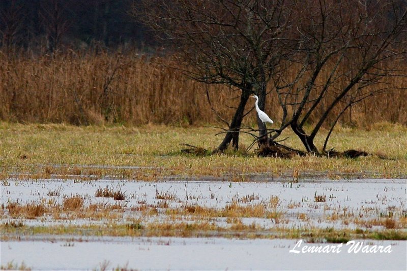 gretthger /Great Egret