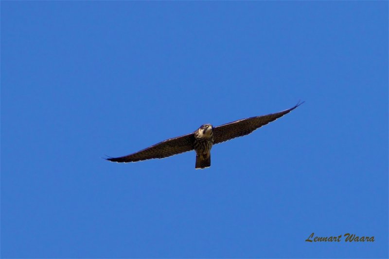 Lärkfalk / Eurasian Hobby