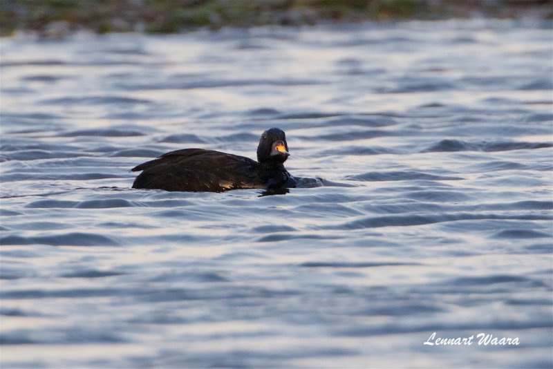 Sjöorre / Common Scoter