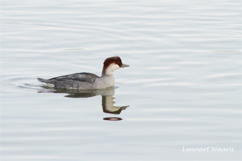 Salskrake / Smew