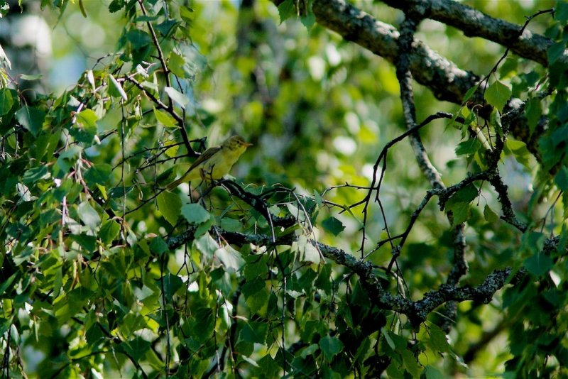 Polyglottsngare / Melodious Warbler